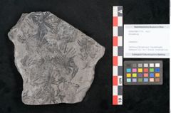 Foto (Objekt + Etikett) von Annularia sp.  (NHMW-GEO-2024-0188-11174)